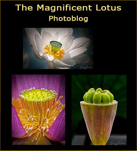 The Magnificent Lotus blog