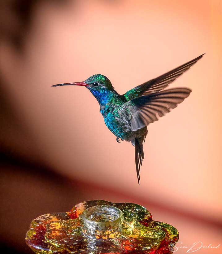 iridescent hummingbird in flight