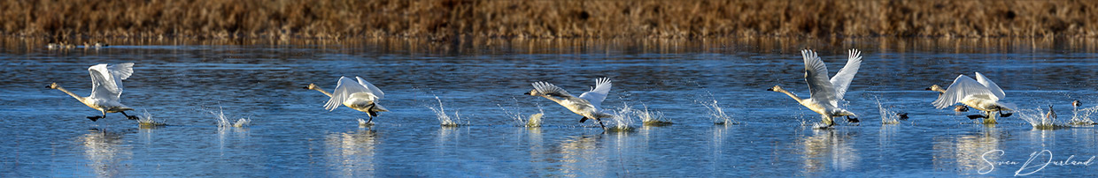 Tundra Swans taking to flight