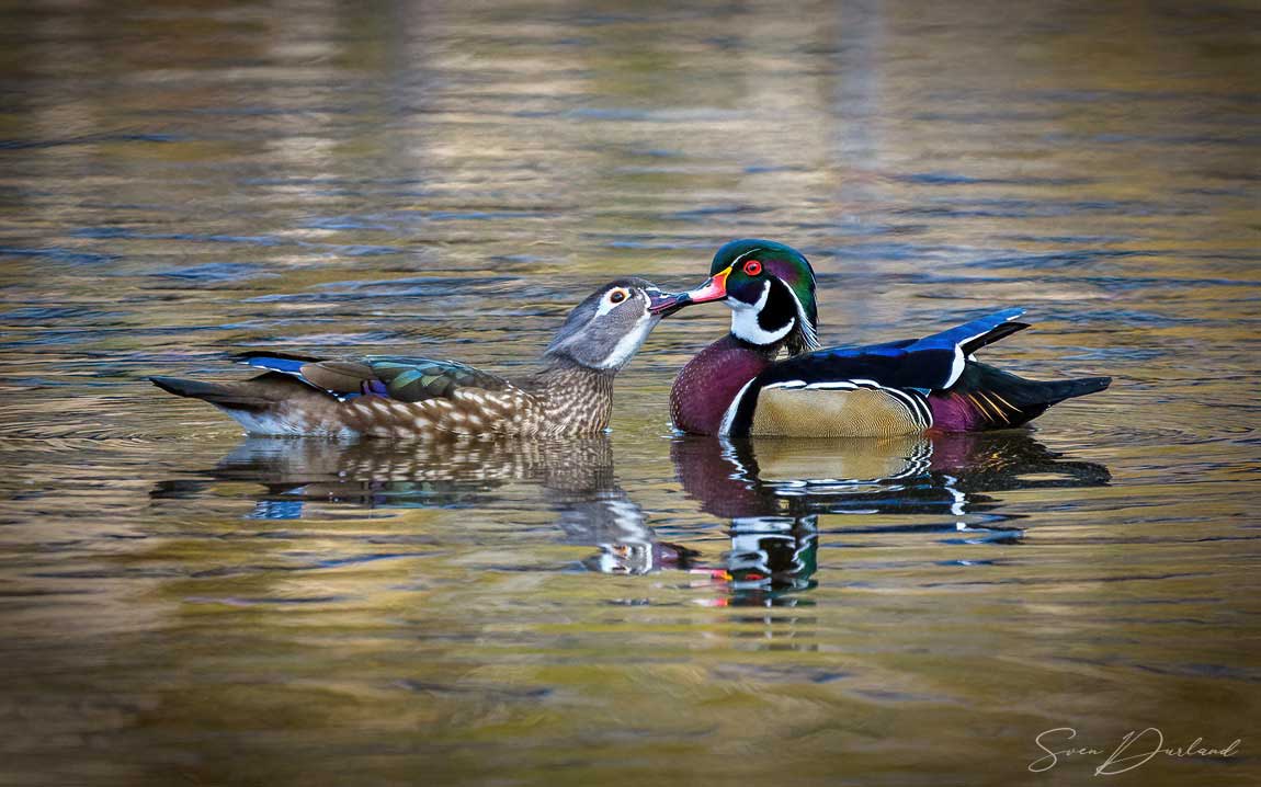 Wood Ducks - couple
