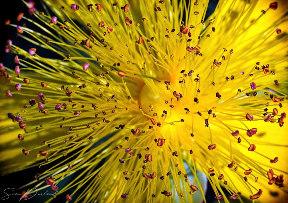 Hypericum flower close-up