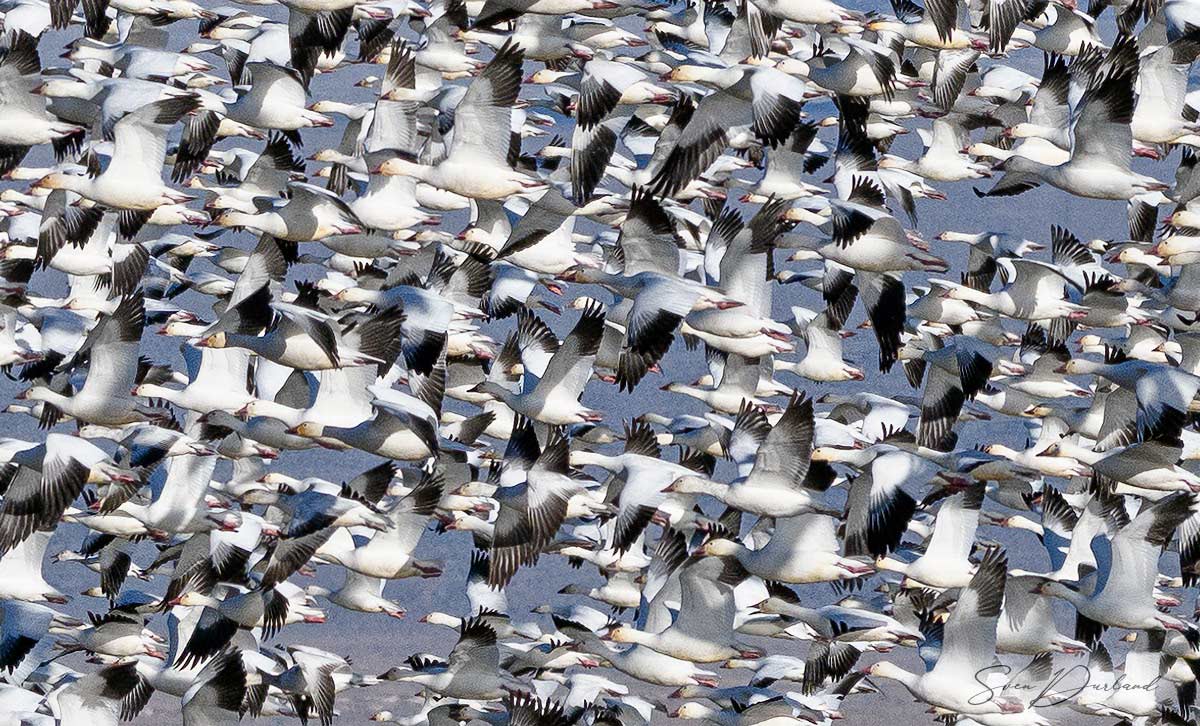 Snow Geese flock in flight