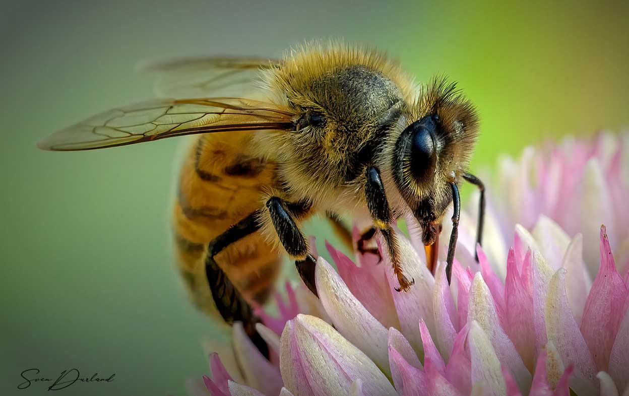 Bee sucking nectar