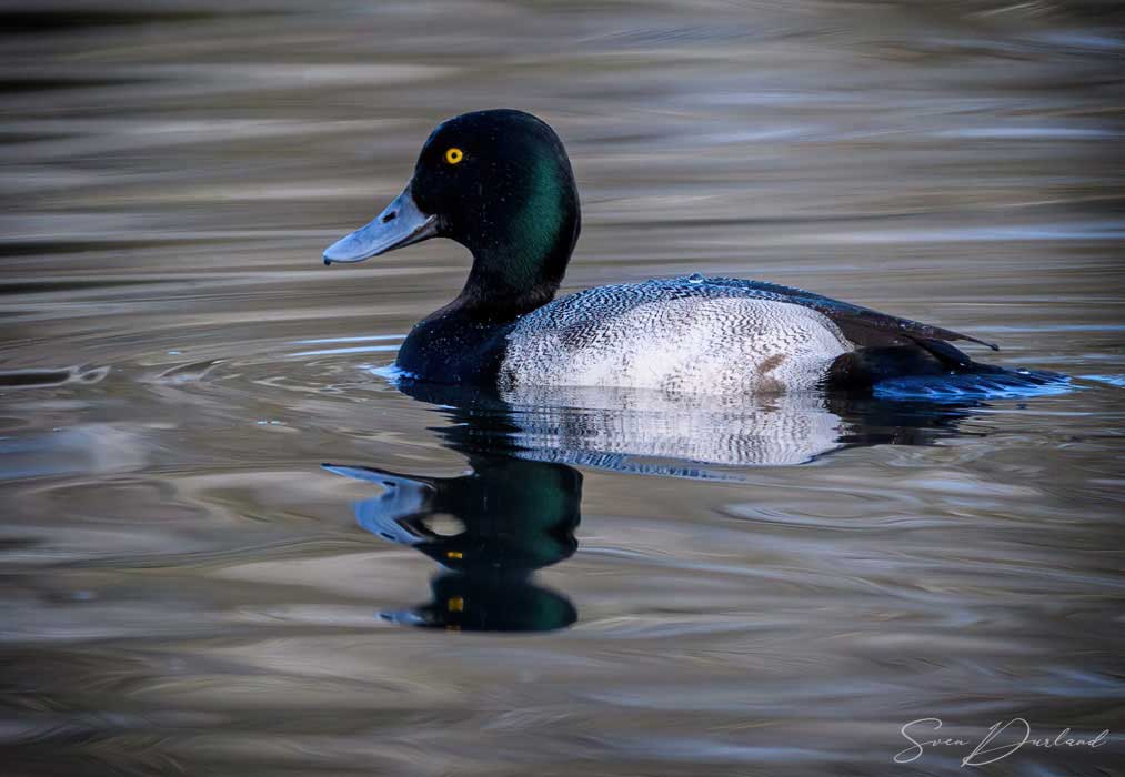 Greater Scaup - male