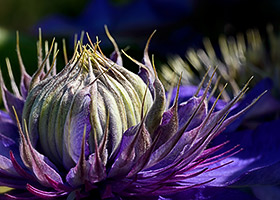 Clematis flower close-up