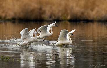 Tundra swans landing