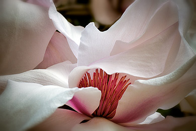 Magnolia flower close-up