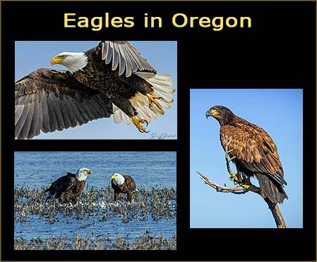 Eagles blog