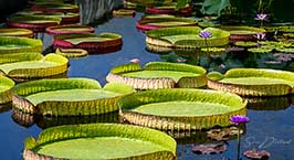 Giant Water Lily Pad