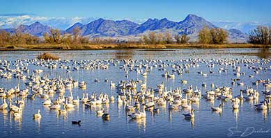 Snow geese in a lake