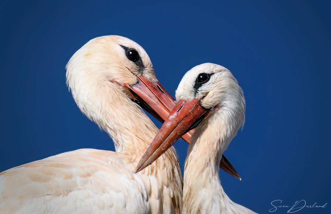 Faces of white Stork couple