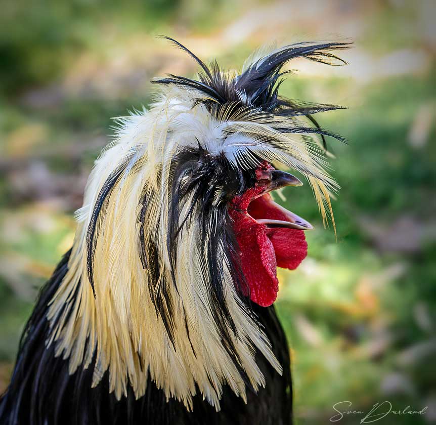 Rooster face