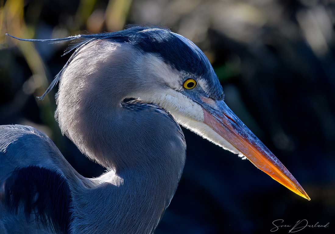 Great blue Heron face