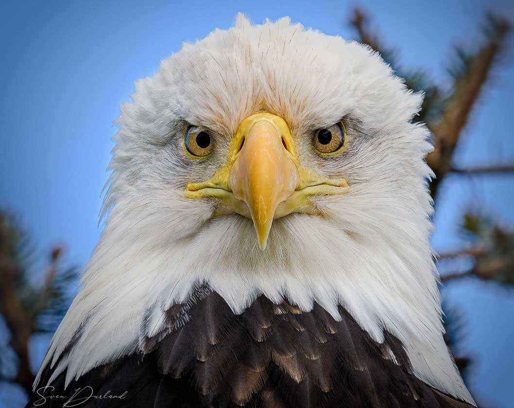 Close-up Bald Eagle face
