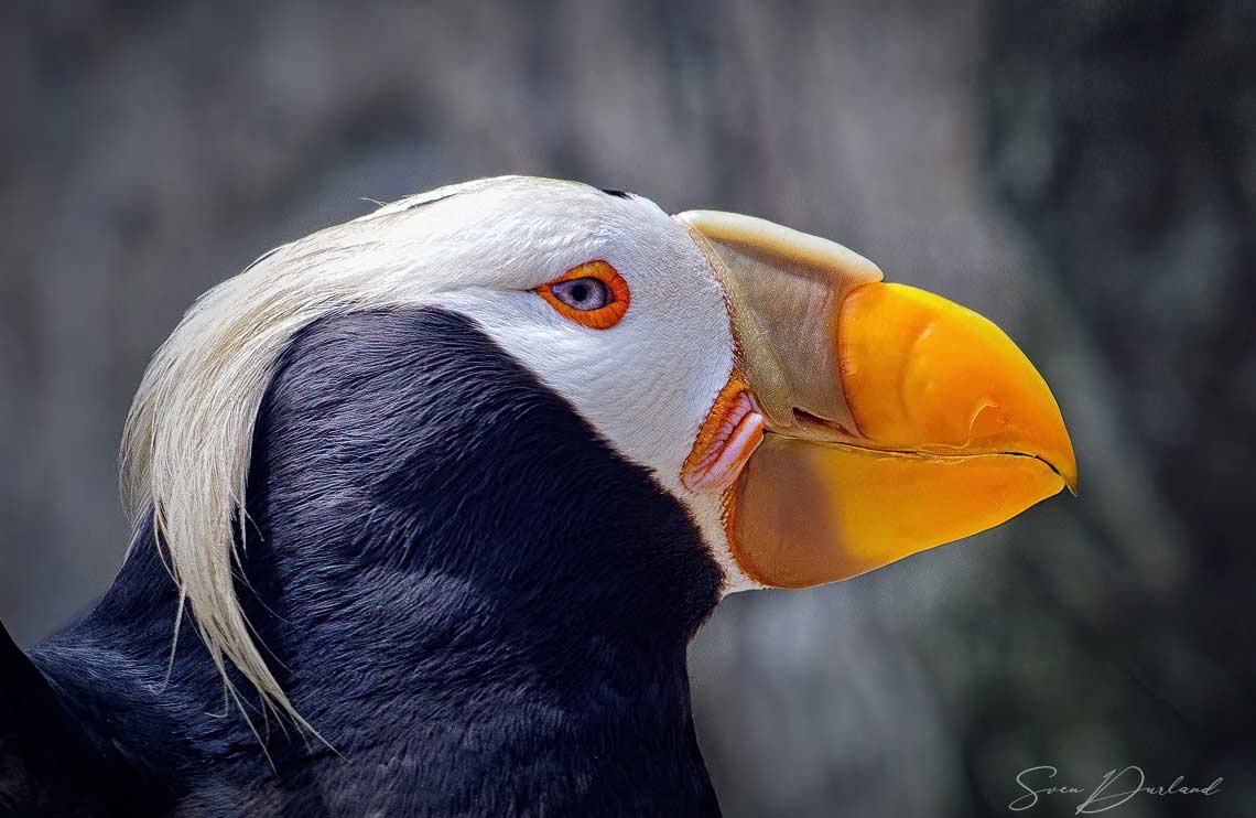 Tufted Puffin face