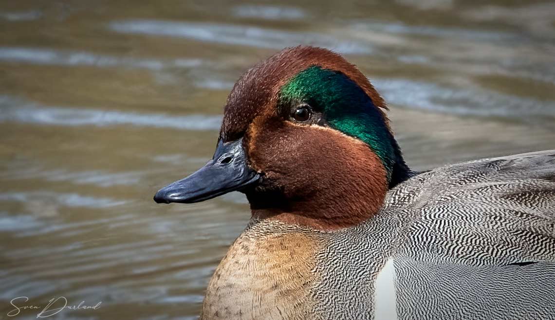 Green-winged Teal face