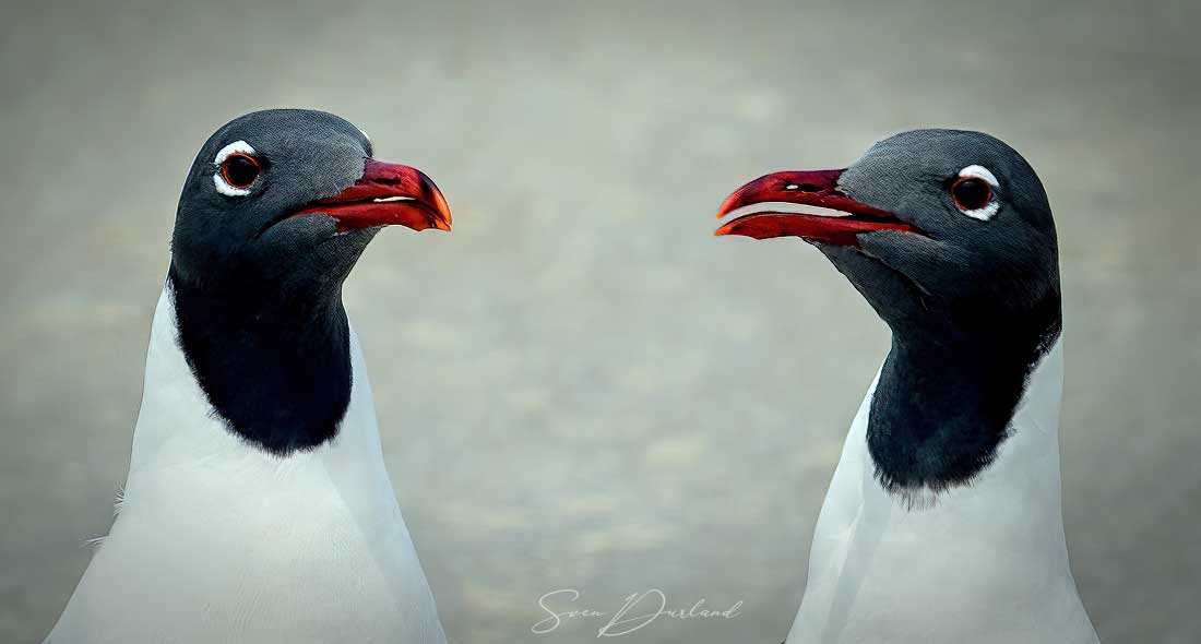 Faces of laughing gulls