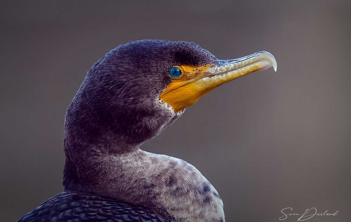 Cormorant face
