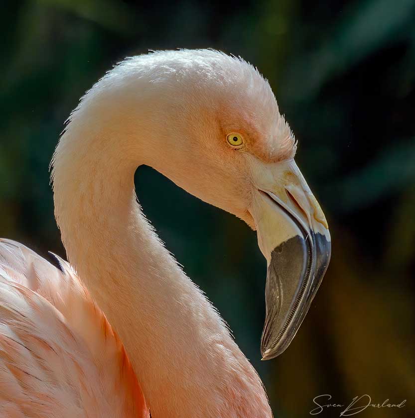 Flamingo face