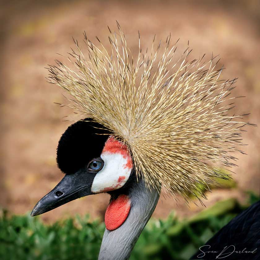 African crested crane face