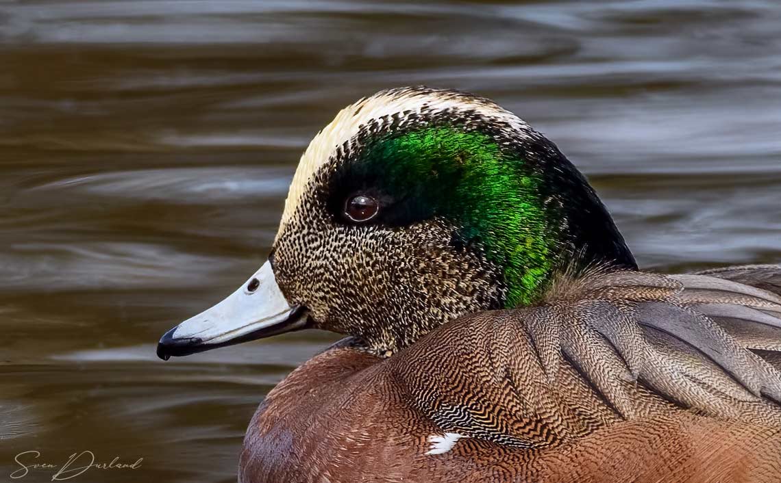 American Wigeon face