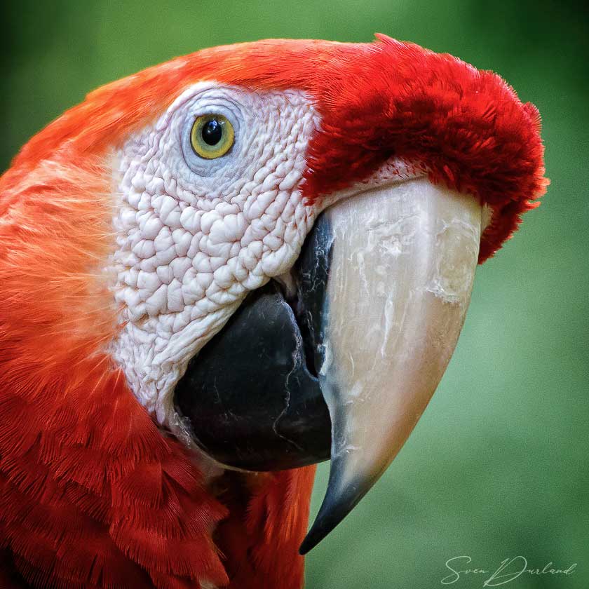 Scarlet macaw face