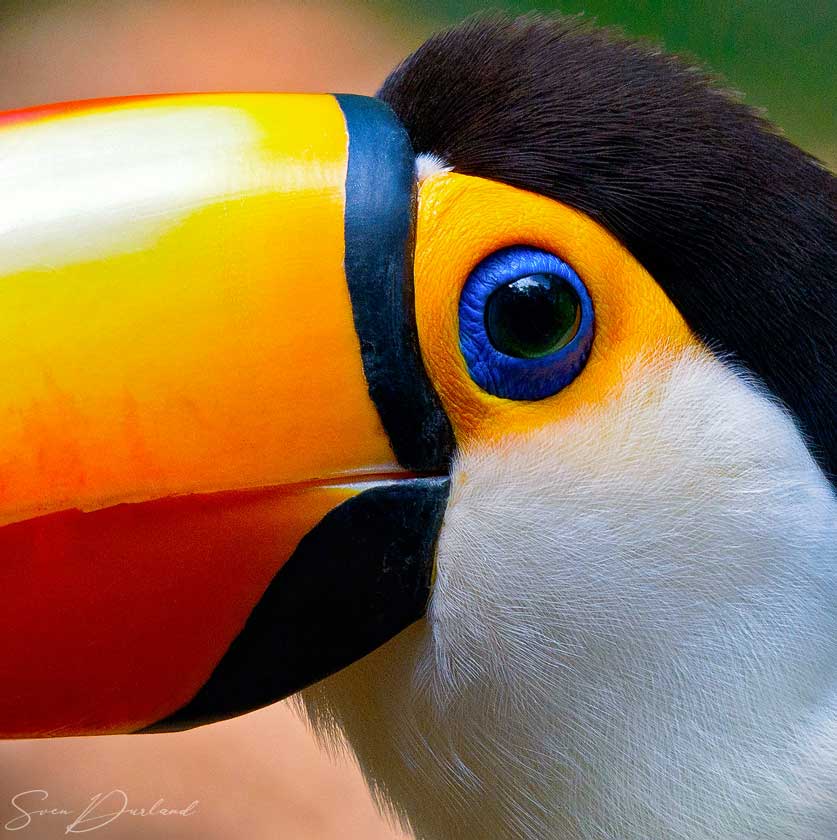 Toco toucan face