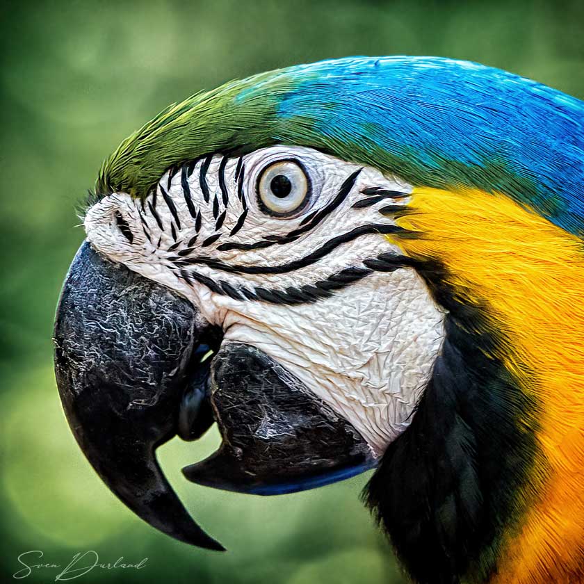 Blue and yellow macaw face