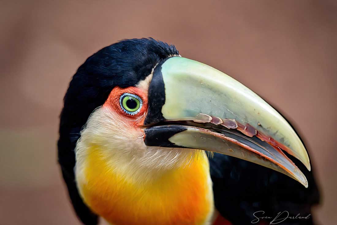 Green-billed toucan face