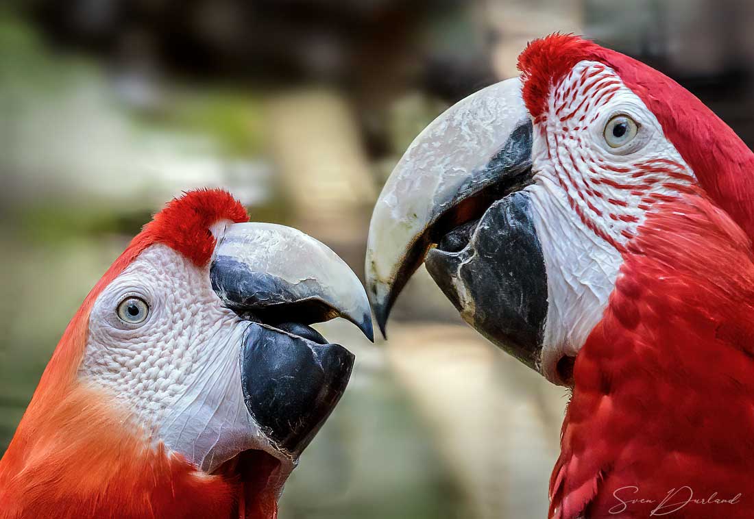 Faces of scarlet macaw couple