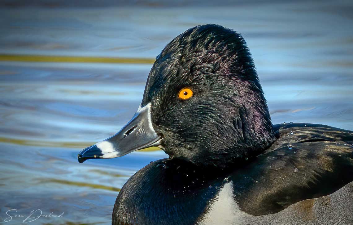 Ring-necked Duck face