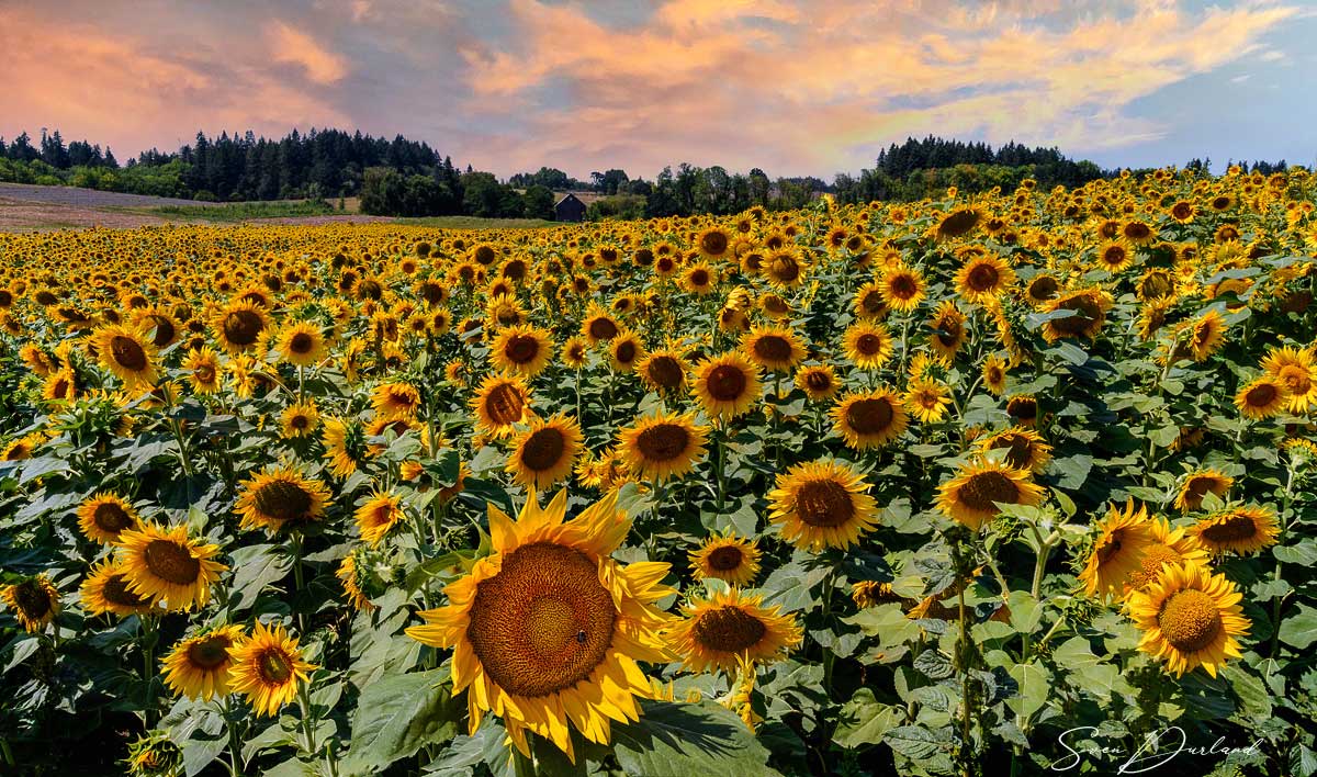 sunflower field, Oregon