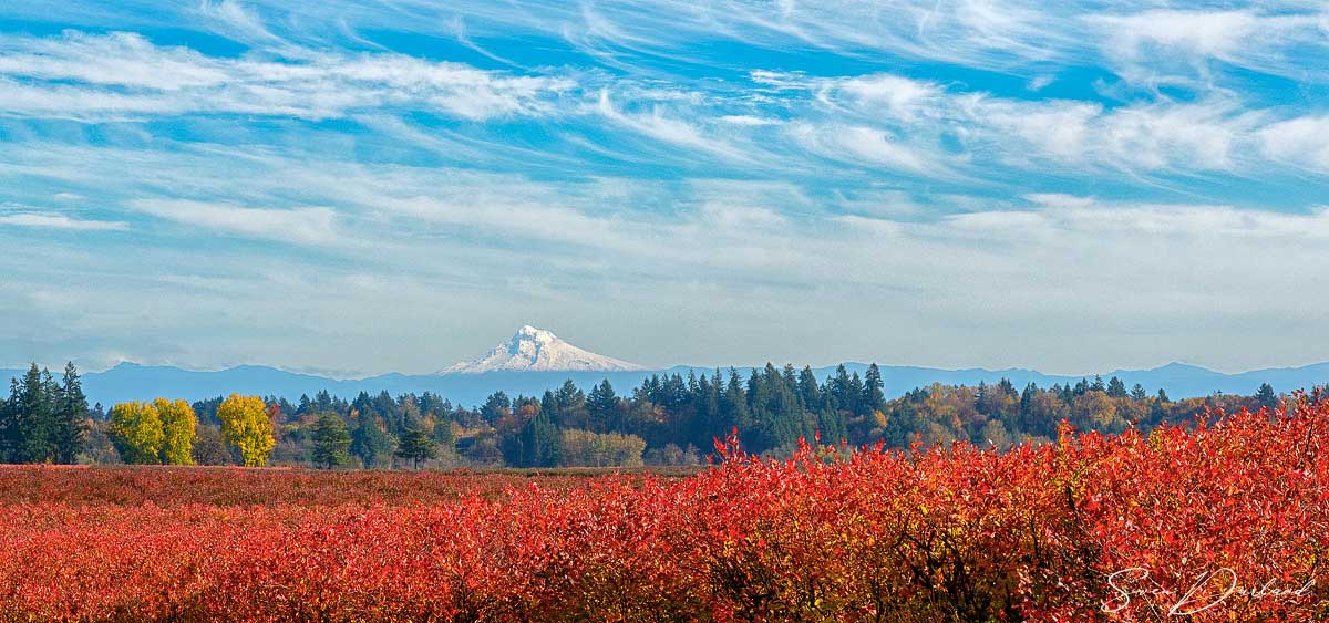 blueberry field, Oregon