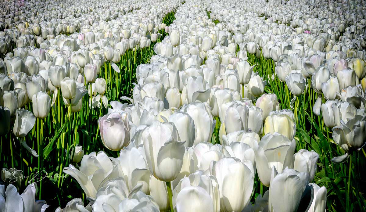 Tulip field, Oregon