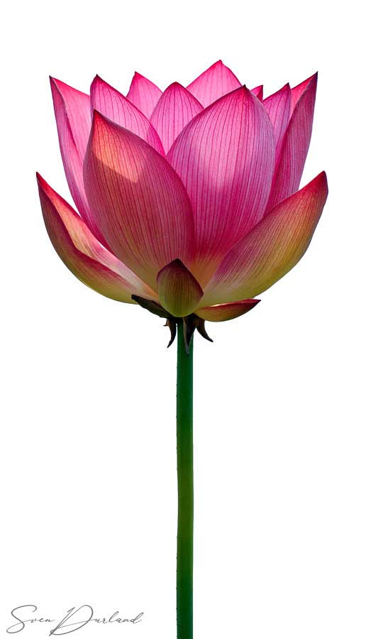 Lotus Flower contemporary