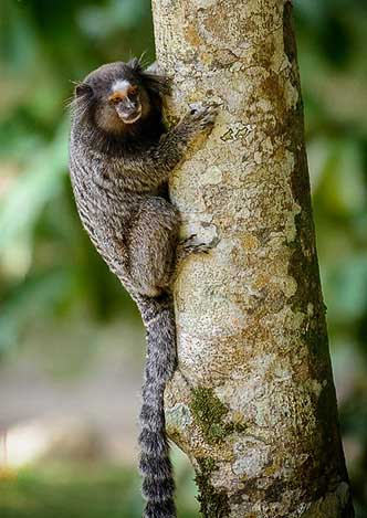 Sagui monkey