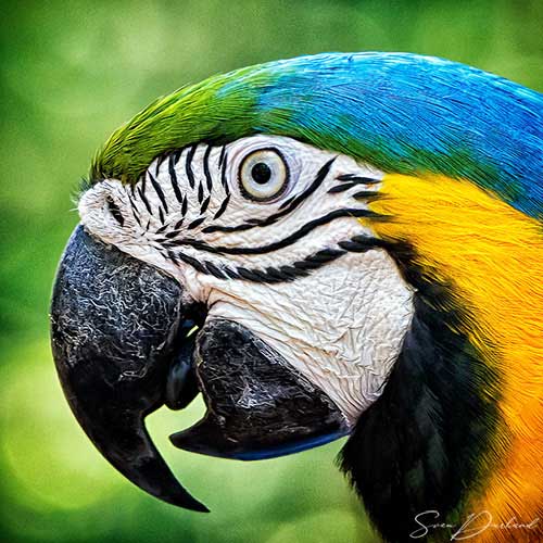 Blue and Yellow Macaw, close-up