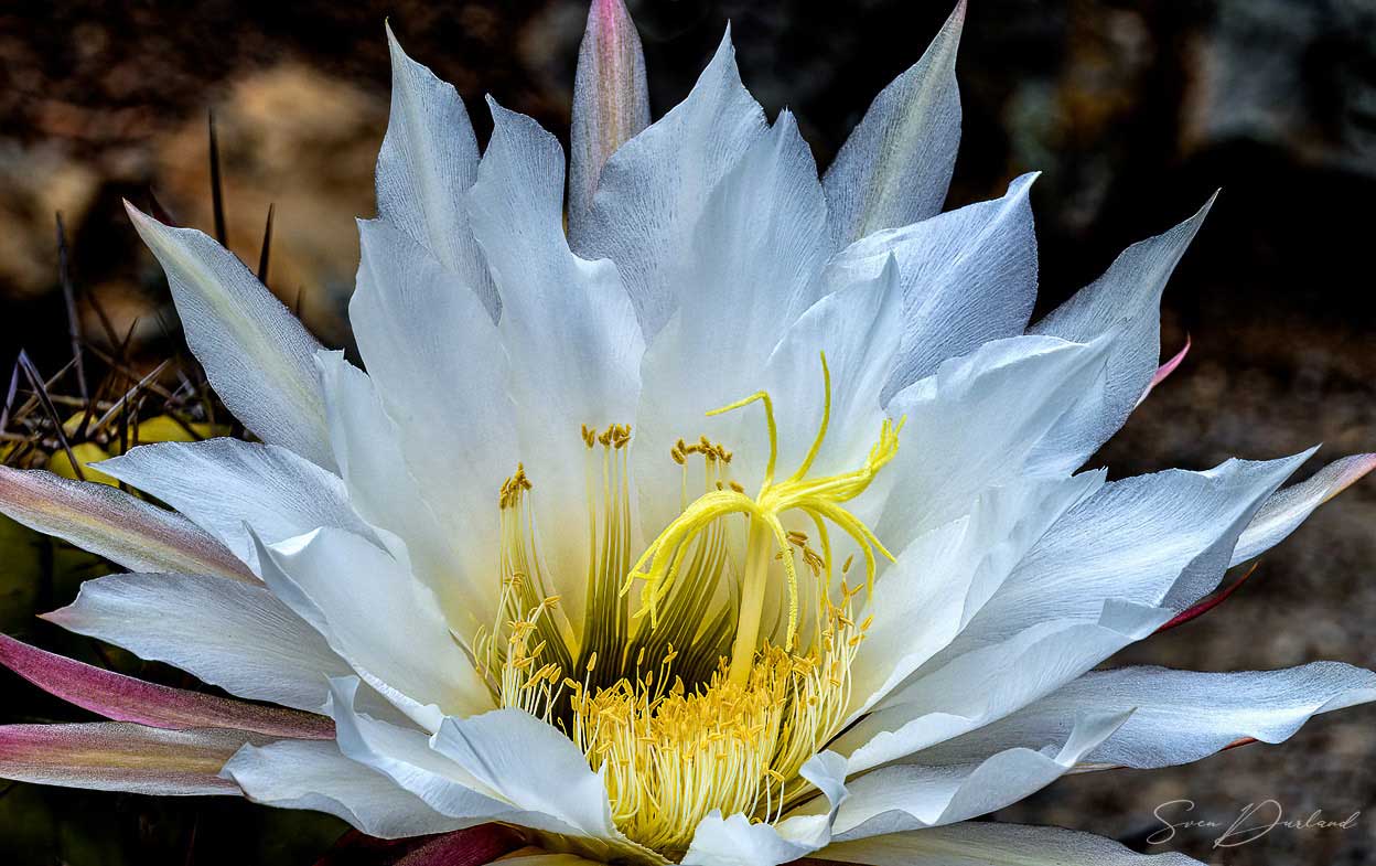 Cactus flower close-up