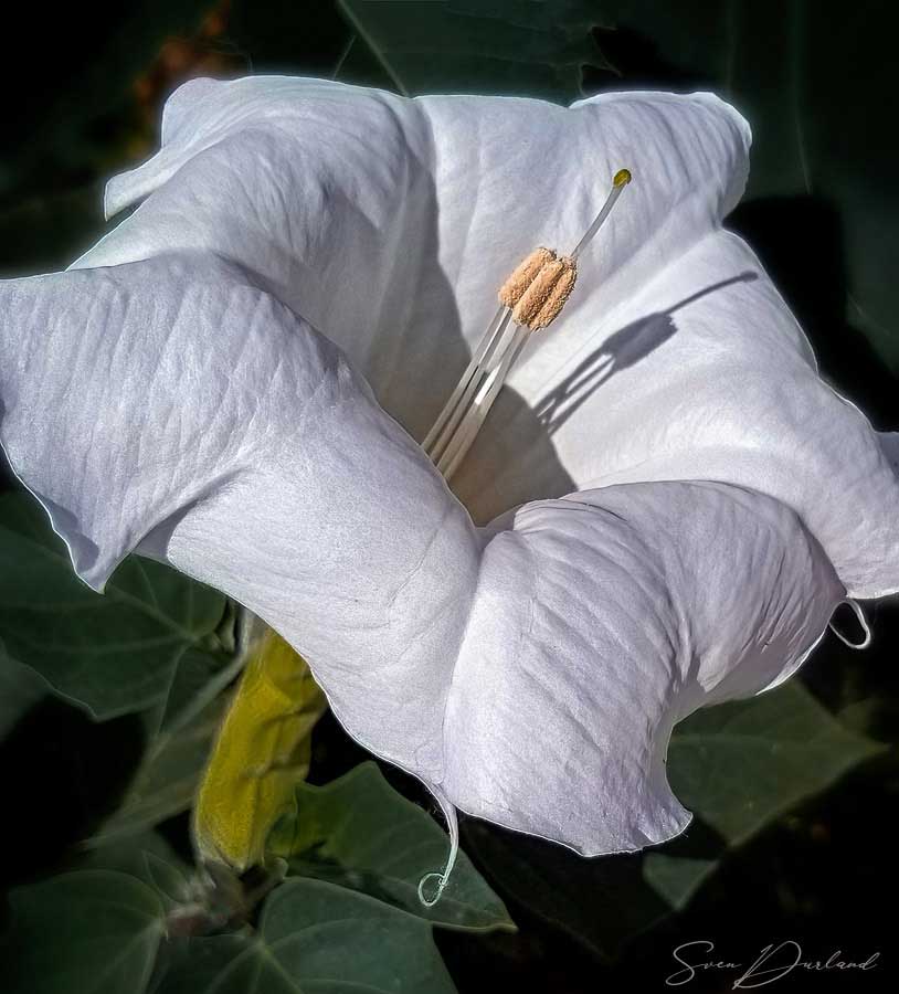 White flower close-up