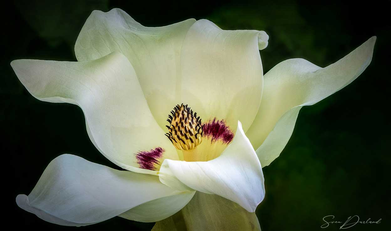 Close-up Giant-leaved Magnolia flower