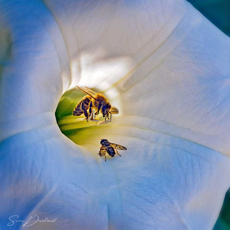 Morning glory flower with bees close-up