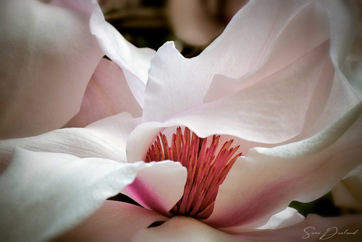 close-up magnolia flower