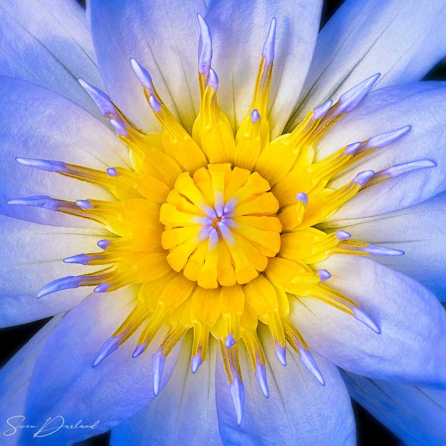 Waterlily flower close-up