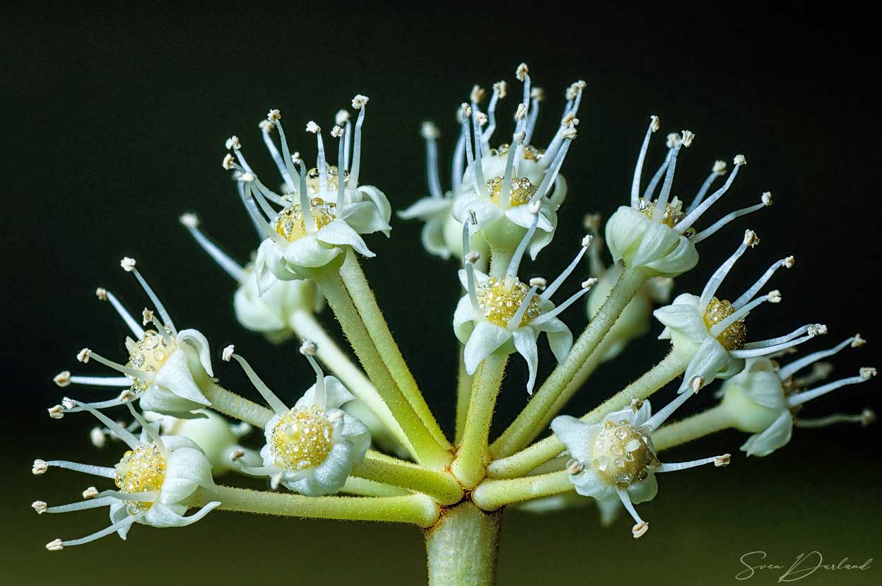 Japanese Aralia flower close-up