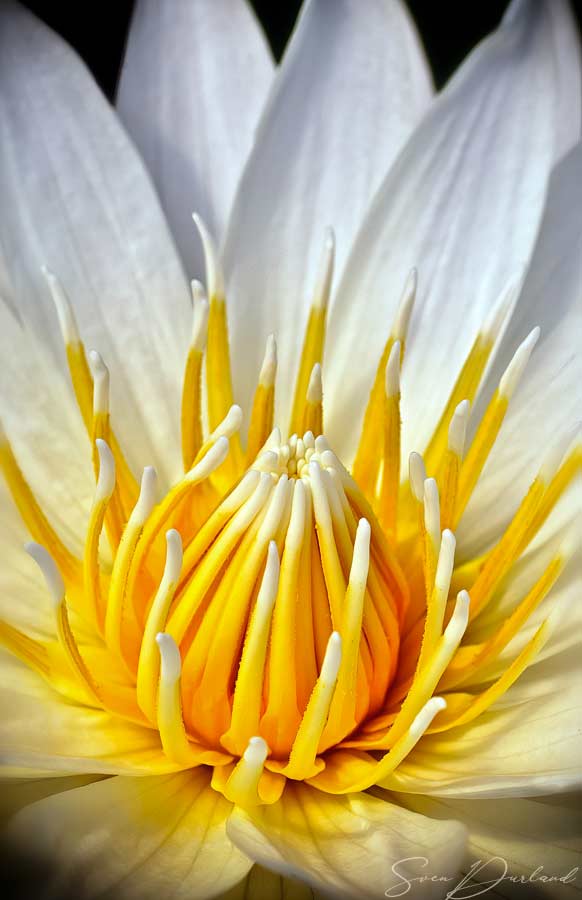 Waterlily flower close-up