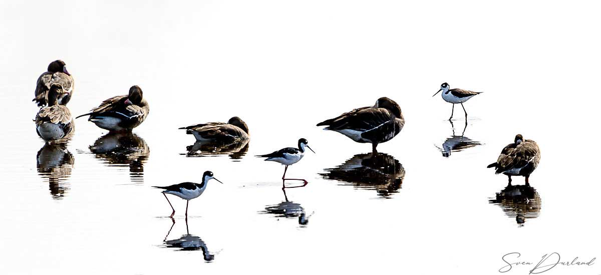 Birds sitting in shallow water