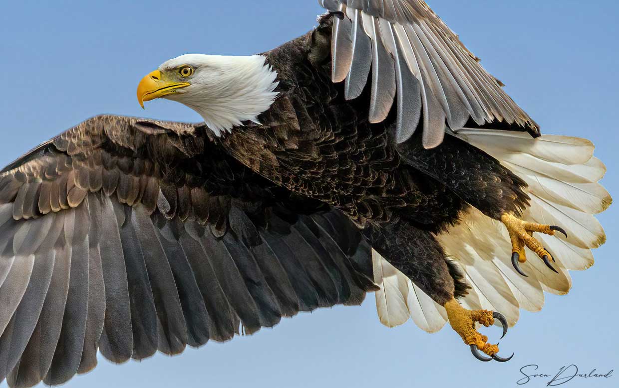 Close-up Bald Eagle in flight