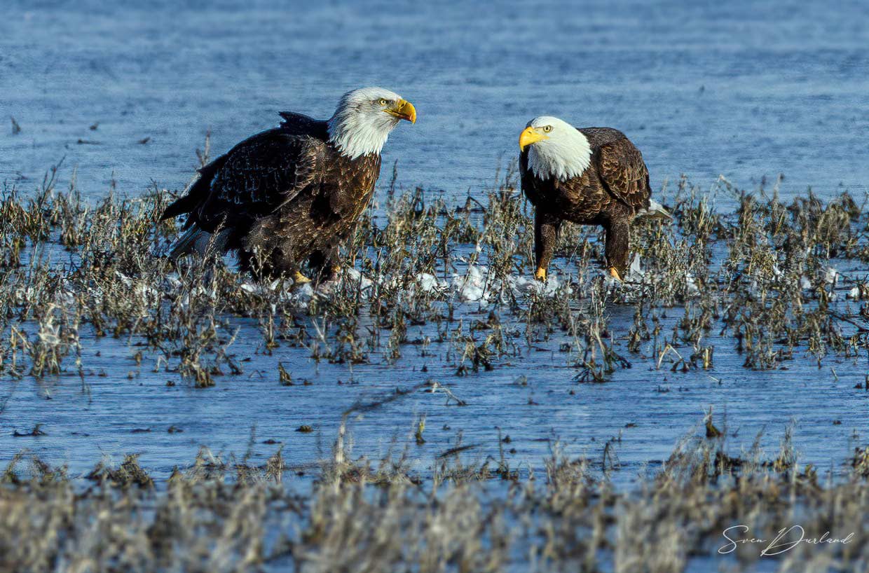 Bald eagles on the water