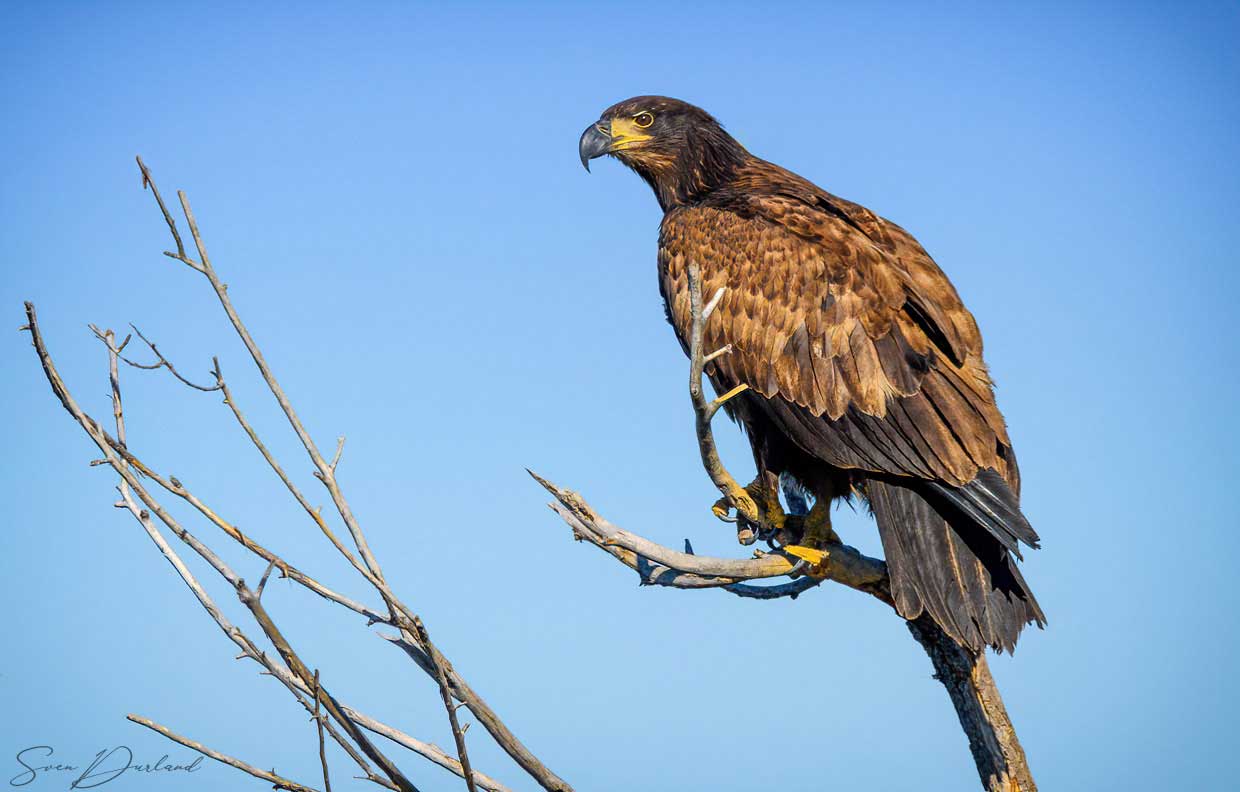 Golden eagle in a tree