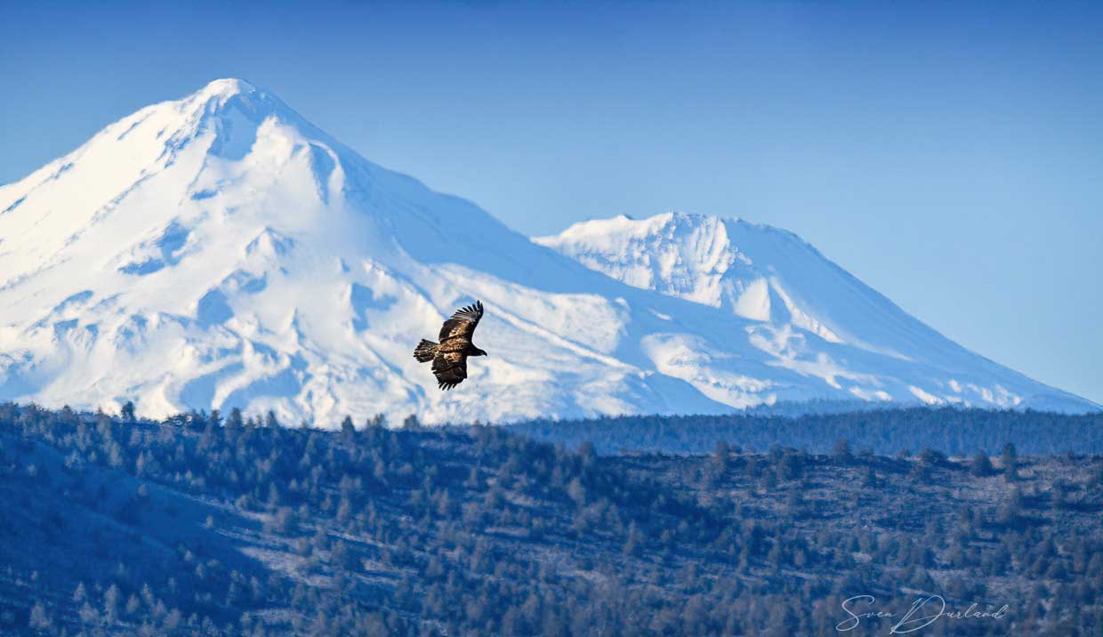 Immature Bald Eagle,  Mt Shasta backdrop